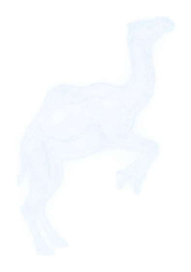 Wild Camel